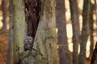 Pustik obecny - Strix aluco - Tawny Owl 5166